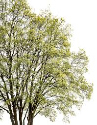 Attēlu rezultāti vaicājumam “Acer campestre”