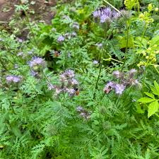 Attēlu rezultāti vaicājumam “Phacelia tanacetifolia”