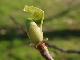Attēlu rezultāti vaicājumam “Liriodendron tulipifera bud”