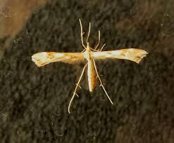 Attēlu rezultāti vaicājumam “Gillmeria pallidactyla”