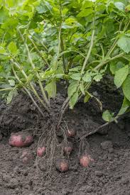 Attēlu rezultāti vaicājumam “Solanum tuberosum”