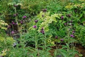 Attēlu rezultāti vaicājumam “Cirsium heterophyllum flower”
