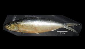 Image result for Alosa alosa