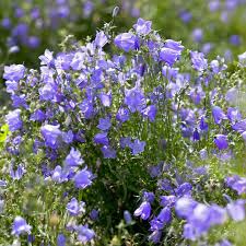 Attēlu rezultāti vaicājumam “Campanula rotundifolia”