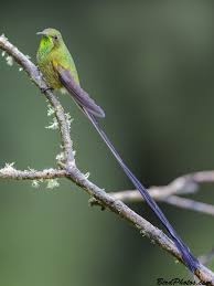 Attēlu rezultāti vaicājumam “Bilimbia tetramera”