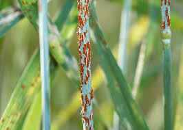 Attēlu rezultāti vaicājumam “Puccinia agrostidis”