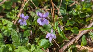 Attēlu rezultāti vaicājumam “Viola reichenbachiana leaf”