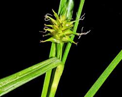 Attēlu rezultāti vaicājumam “Carex flava”