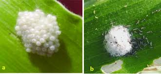 Attēlu rezultāti vaicājumam “Trichoptera egg mass”