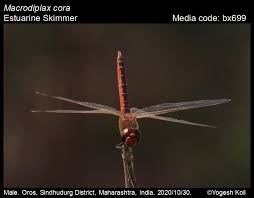 Attēlu rezultāti vaicājumam “Lycogala convexum macro”