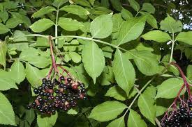 Attēlu rezultāti vaicājumam “Sambucus nigra”