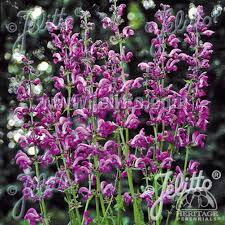 Image result for Salvia pratensis `Rose Rhapsody