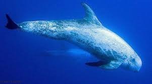 Image result for Grampus griseus