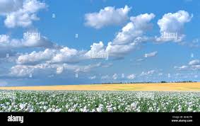 Image result for Papaver somniferum White Cloud