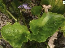 Attēlu rezultāti vaicājumam “Viola uliginosa leaf”