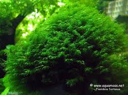 Attēlu rezultāti vaicājumam “Fissidens arnoldii macro”