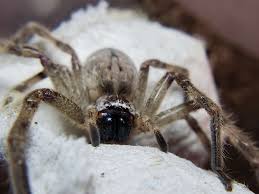 Image result for crab spider