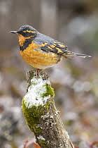 Image result for Ixoreus naevius