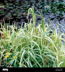 Attēlu rezultāti vaicājumam “Glyceria maxima”