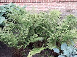 Attēlu rezultāti vaicājumam “Dryopteris dilatata”