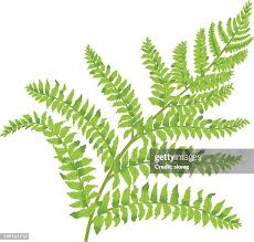 Attēlu rezultāti vaicājumam “Pteropsida”