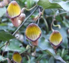 Attēlu rezultāti vaicājumam “Aristolochia durior flower”