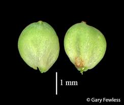 Attēlu rezultāti vaicājumam “Carex limosa fruit”