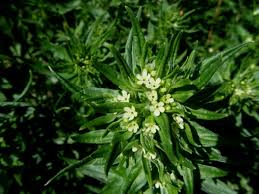Attēlu rezultāti vaicājumam “Lithospermum officinale”