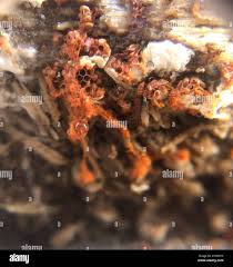 Attēlu rezultāti vaicājumam “Metatrichia vesparia spores”