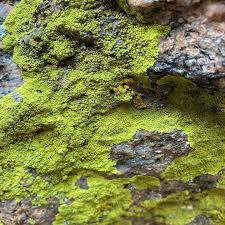 Attēlu rezultāti vaicājumam “Chrysothrix candelaris”