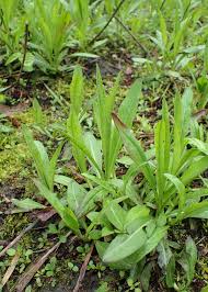 Image result for Succisella inflexa