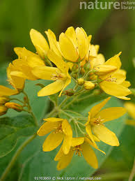 Attēlu rezultāti vaicājumam “Lysimachia vulgaris flower”