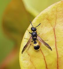Attēlu rezultāti vaicājumam “Eumenidae”
