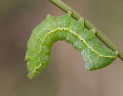 Attēlu rezultāti vaicājumam “Amphipyra”