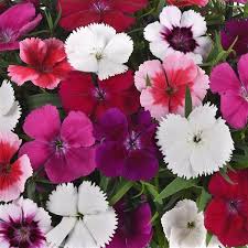 Image result for Dianthus