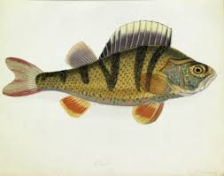 Attēlu rezultāti vaicājumam “Perca fluviatilis”