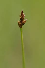 Attēlu rezultāti vaicājumam “Carex chordorrhiza”