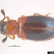 Attēlu rezultāti vaicājumam “Coleoptera”