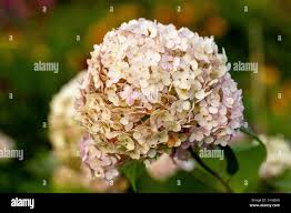 Attēlu rezultāti vaicājumam “Hydrangea arborescens subsp. discolor flower”