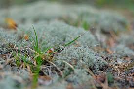 Attēlu rezultāti vaicājumam “Orthotrichum speciosum sporophyte”