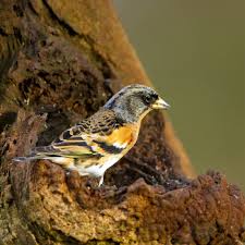 Attēlu rezultāti vaicājumam “Fringilla montifringilla”