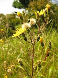 Attēlu rezultāti vaicājumam “Hieracium umbellatum bud”