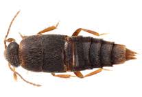 Image result for Centropomus parallelus