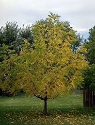 Attēlu rezultāti vaicājumam “Juglans nigra”