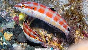 Image result for Halichoeres radiatus