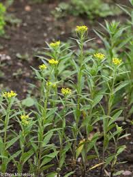 Attēlu rezultāti vaicājumam “Erysimum cheiranthoides leaf”