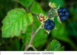 Attēlu rezultāti vaicājumam “Rubus caesius fruit”