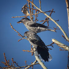Attēlu rezultāti vaicājumam “Nucifraga caryocatactes adult”