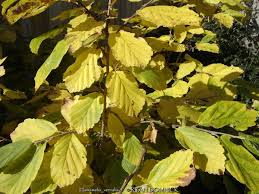 Attēlu rezultāti vaicājumam “Hamamelis vernalis leaf”
