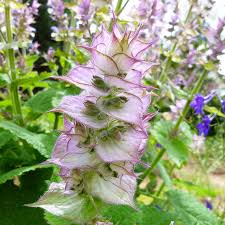 Image result for Salvia sclarea